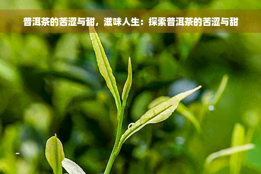 普洱茶的苦涩与甜，滋味人生：探索普洱茶的苦涩与甜