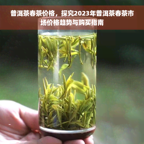 普洱茶春茶价格，探究2023年普洱茶春茶市场价格趋势与购买指南