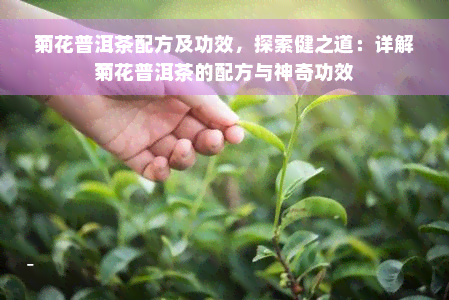 菊花普洱茶配方及功效，探索健之道：详解菊花普洱茶的配方与神奇功效