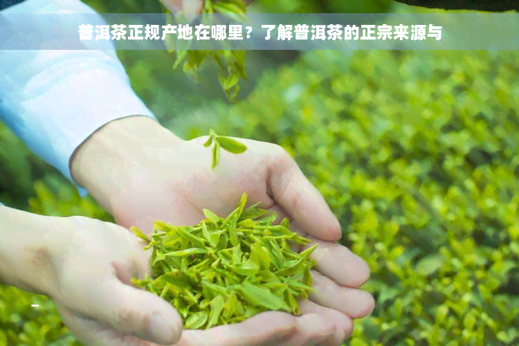 普洱茶正规产地在哪里？了解普洱茶的正宗来源与