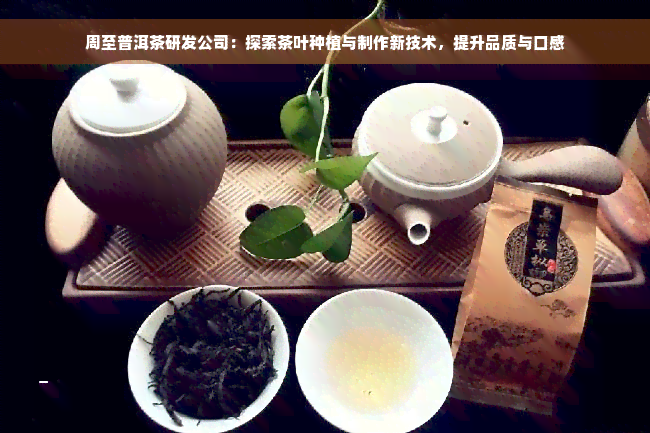 周至普洱茶研发公司：探索茶叶种植与制作新技术，提升品质与口感