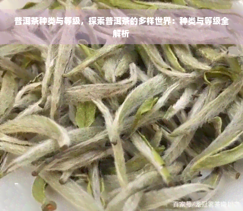 普洱茶种类与等级，探索普洱茶的多样世界：种类与等级全解析