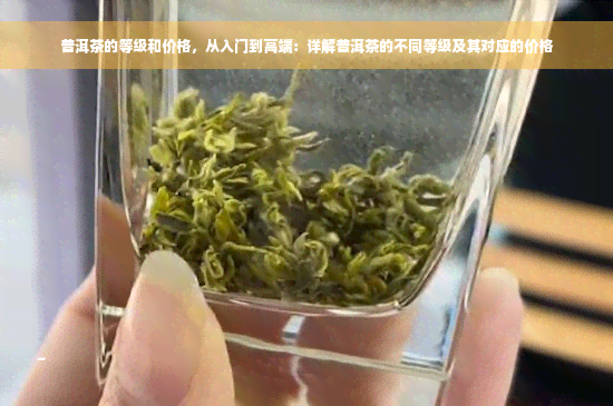 普洱茶的等级和价格，从入门到高端：详解普洱茶的不同等级及其对应的价格