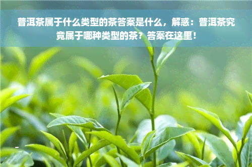 普洱茶属于什么类型的茶答案是什么，解惑：普洱茶究竟属于哪种类型的茶？答案在这里！