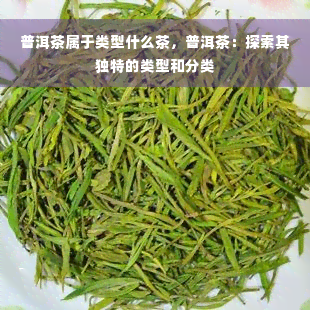 普洱茶属于类型什么茶，普洱茶：探索其独特的类型和分类