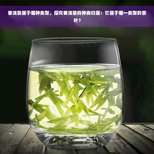 普洱茶属于哪种类型，探究普洱茶的种类归属：它属于哪一类型的茶叶？