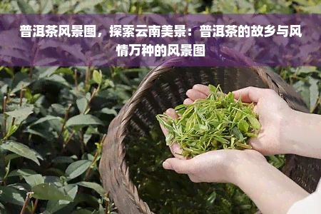 普洱茶风景图，探索云南美景：普洱茶的故乡与风情万种的风景图