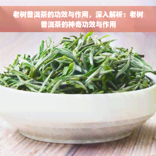 老树普洱茶的功效与作用，深入解析：老树普洱茶的神奇功效与作用