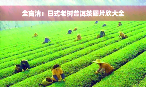 全高清：日式老树普洱茶图片欣大全