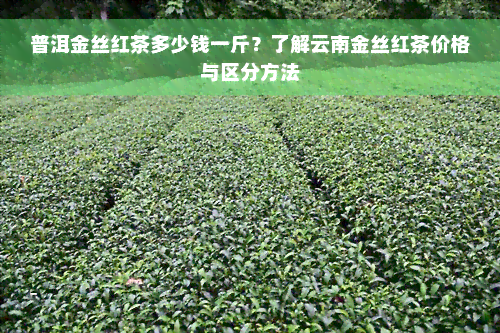 普洱金丝红茶多少钱一斤？了解云南金丝红茶价格与区分方法