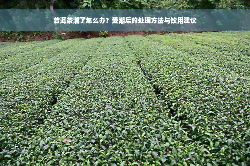 普洱茶潮了怎么办？受潮后的处理方法与饮用建议