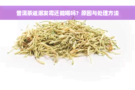 普洱茶返潮发霉还能喝吗？原因与处理方法