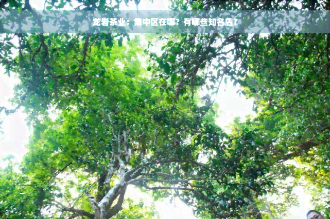 龙岩茶业：集中区在哪？有哪些知名店？