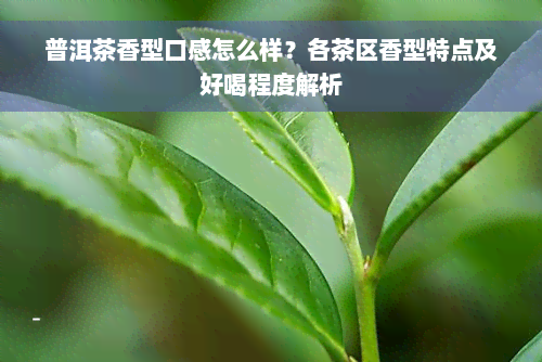 普洱茶香型口感怎么样？各茶区香型特点及好喝程度解析