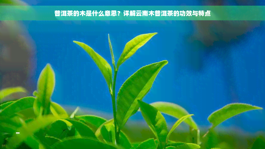 普洱茶的木是什么意思？详解云南木普洱茶的功效与特点