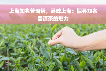 上海知名普洱茶，品味上海：探寻知名普洱茶的魅力