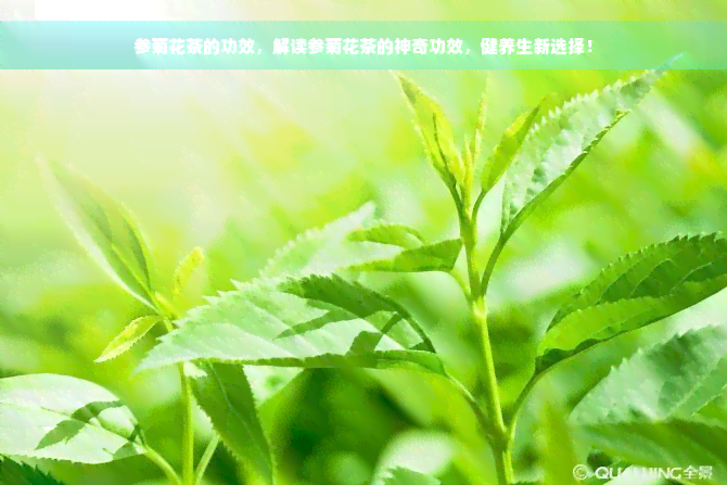 参菊花茶的功效，解读参菊花茶的神奇功效，健养生新选择！