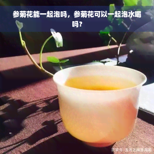 参菊花能一起泡吗，参菊花可以一起泡水喝吗？