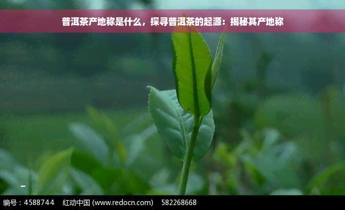 普洱茶产地称是什么，探寻普洱茶的起源：揭秘其产地称