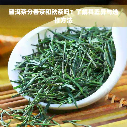 普洱茶分春茶和秋茶吗？了解其差异与选择方法