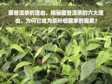 藏普洱茶的理由，揭秘藏普洱茶的六大理由，为何它成为茶叶收藏家的更爱？