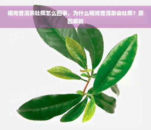 喝完普洱茶吐痰怎么回事，为什么喝完普洱茶会吐痰？原因解析