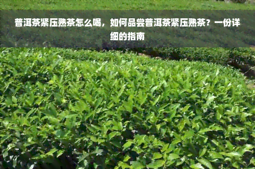 普洱茶紧压熟茶怎么喝，如何品尝普洱茶紧压熟茶？一份详细的指南