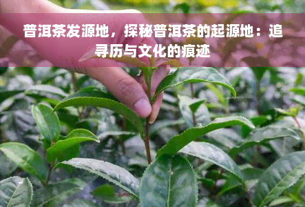 普洱茶发源地，探秘普洱茶的起源地：追寻历与文化的痕迹