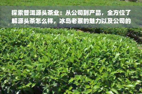 探索普洱源头茶业：从公司到产品，全方位了解源头茶怎么样，冰岛老寨的魅力以及公司的评价与特色产品。