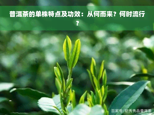 普洱茶的单株特点及功效：从何而来？何时流行？