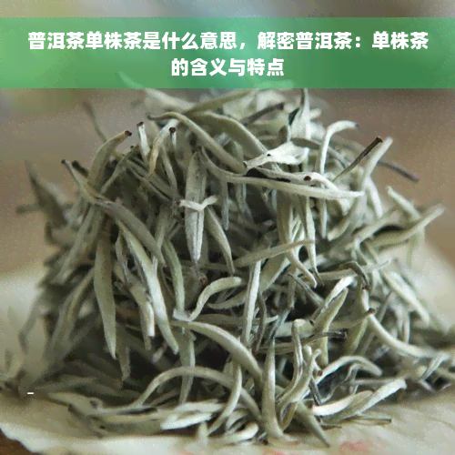 普洱茶单株茶是什么意思，解密普洱茶：单株茶的含义与特点