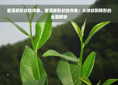 普洱茶形状排序表，普洱茶形状排序表：从饼状到砖形的全面解析