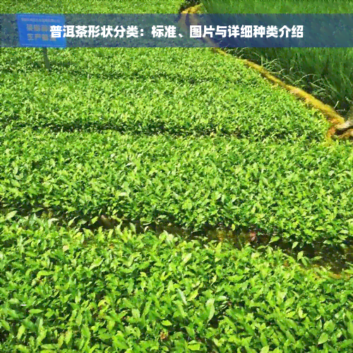 普洱茶形状分类：标准、图片与详细种类介绍