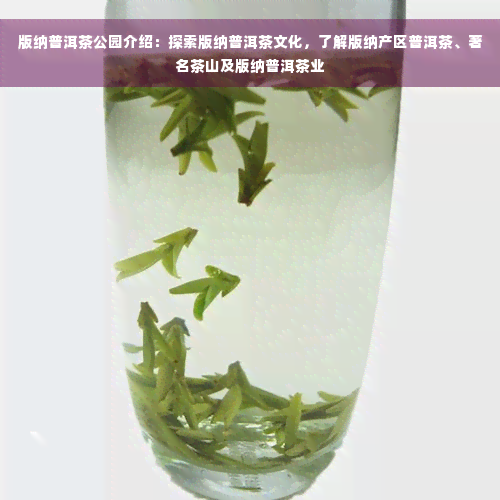 版纳普洱茶公园介绍：探索版纳普洱茶文化，了解版纳产区普洱茶、著名茶山及版纳普洱茶业