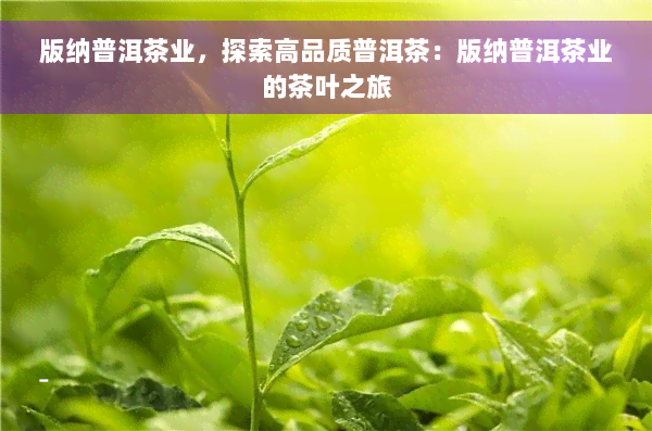 版纳普洱茶业，探索高品质普洱茶：版纳普洱茶业的茶叶之旅