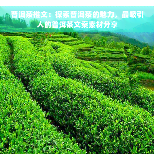 普洱茶推文：探索普洱茶的魅力，最吸引人的普洱茶文案素材分享