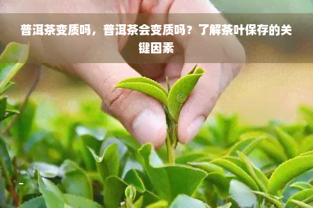 普洱茶变质吗，普洱茶会变质吗？了解茶叶保存的关键因素