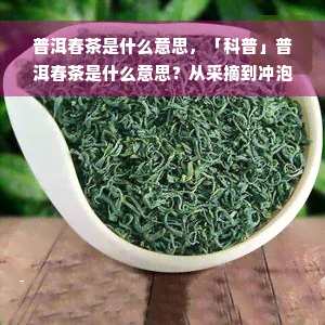 普洱春茶是什么意思，「科普」普洱春茶是什么意思？从采摘到冲泡全过程解析