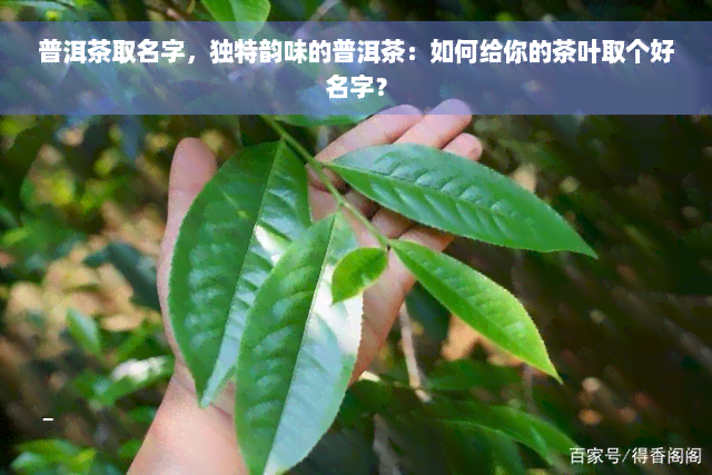 普洱茶取名字，独特韵味的普洱茶：如何给你的茶叶取个好名字？