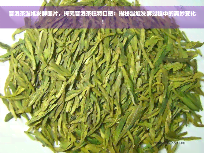 普洱茶渥堆发酵图片，探究普洱茶独特口感：揭秘渥堆发酵过程中的美妙变化！