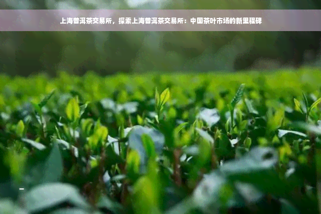 上海普洱茶交易所，探索上海普洱茶交易所：中国茶叶市场的新里程碑