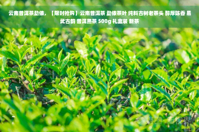 云南普洱茶勐傣，【限时抢购】云南普洱茶 勐傣茶叶 纯料古树老茶头 醇厚陈香 易武古韵 普洱熟茶 500g 礼盒装 新茶