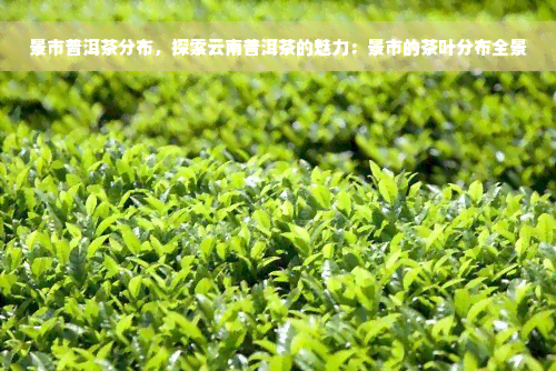 景市普洱茶分布，探索云南普洱茶的魅力：景市的茶叶分布全景