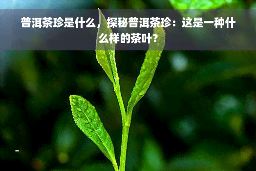 普洱茶珍是什么，探秘普洱茶珍：这是一种什么样的茶叶？