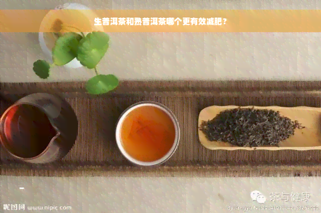 生普洱茶和熟普洱茶哪个更有效减肥？