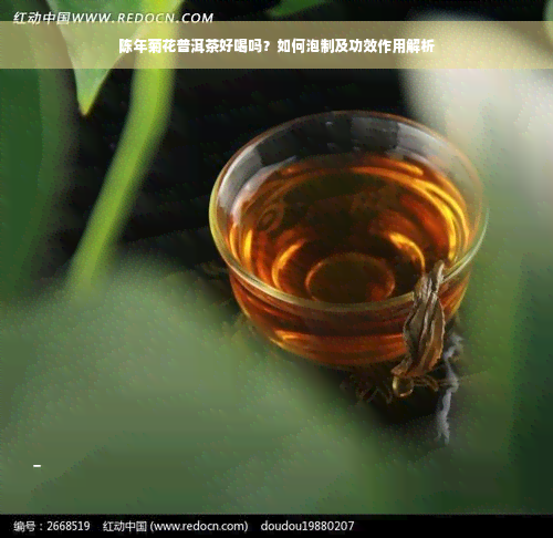 陈年菊花普洱茶好喝吗？如何泡制及功效作用解析