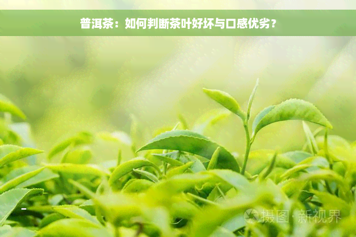 普洱茶：如何判断茶叶好坏与口感优劣？