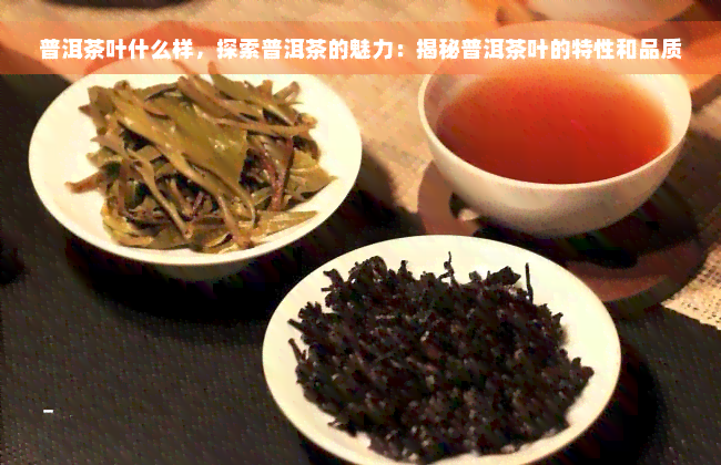 普洱茶叶什么样，探索普洱茶的魅力：揭秘普洱茶叶的特性和品质