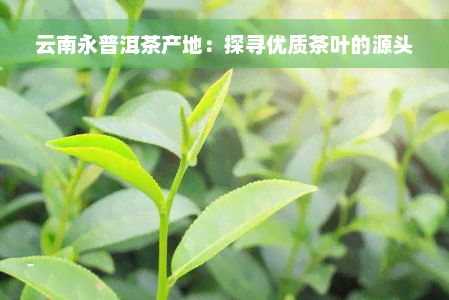 云南永普洱茶产地：探寻优质茶叶的源头