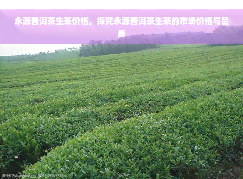 永源普洱茶生茶价格，探究永源普洱茶生茶的市场价格与品质